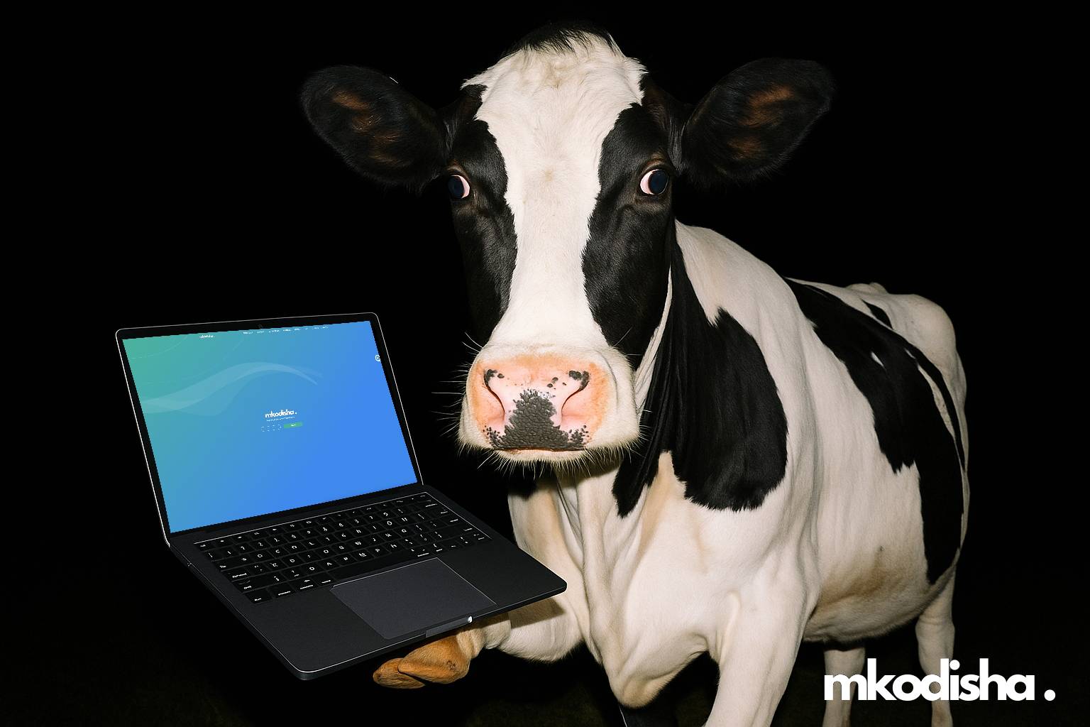 Cow With Laptop Simple Compose 01Jv1Y1W5Bfef9Thfxgmmjh0Rw